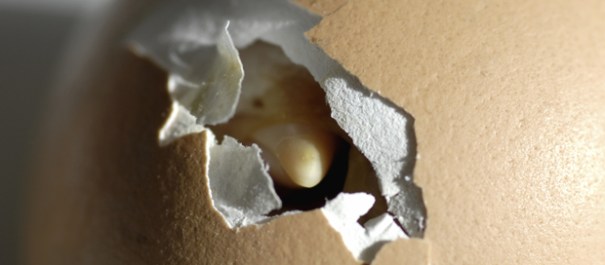 A chick breaking out of its egg