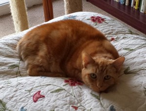 Reuben - Pets in heaven