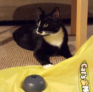 Rex - Pets in heaven