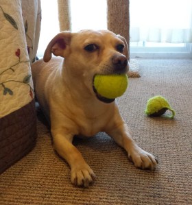 Samson - Pets in heaven