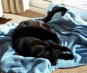 Surya - Pets in heaven