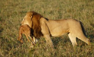 A lion carrying a gazelle
