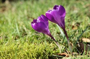 Spring crocuses