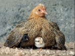 Hen and chicks
