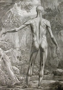 Albinus / Wandelaar, Musculature illustration, 1740