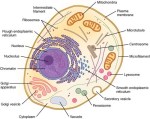 Typical human cell